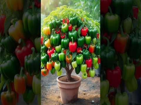 , title : 'Great..! How To Grow Bell Peppers To Get Faster Growth And More Fruit'