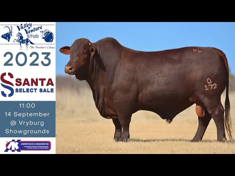 LOT 45: VV 20 172
