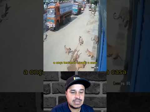 Cachorro Caramelo - Davidson Ferreira