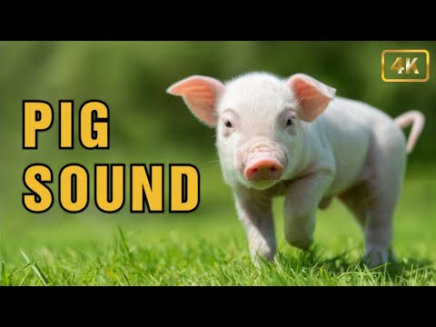 Pig Sounds Effect in Best Quality