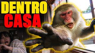 Quando i Macachi Hanno ASSALlTO Una Città Giapponese Per SETTIMANE