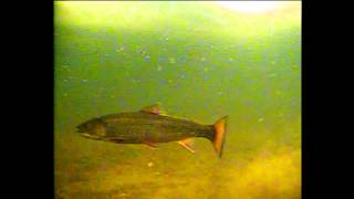 preview picture of video 'repeat lake season 2 NKOTD ice fishing brook trout Aqua-vu 760cz vanderhoof, b.c.'