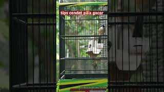 Download lagu cendet pilis gacor simak video lengkapnya #cendet #shorts mp3