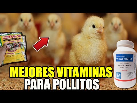 , title : 'MEJORES VITAMINAS PARA POLLITOS RECIÉN NACIDOS'