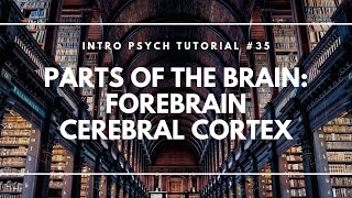 Parts of the Brain: Forebrain; Cerebral Cortex (Intro Psych Tutorial #35)
