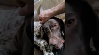 German Shorthaired Pointer Puppies Videos