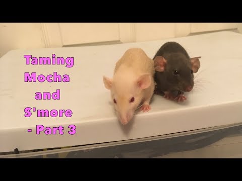 Taming My Skittish Baby Rats - Part 3