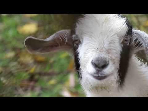 Les chèvres qui crient !! animaux drôles 2016 des chèvres qui crient.