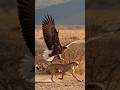 Strong Eagle Captures Cheetah And Flies To Nest Wildlife