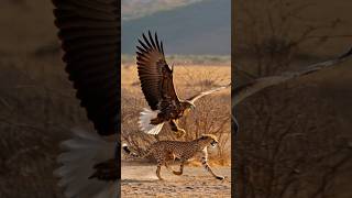 Strong Eagle Captures Cheetah and Flies to Nest #wildlife