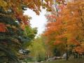 Les Feuilles Mortes (Autumn Leaves) Andrea ...