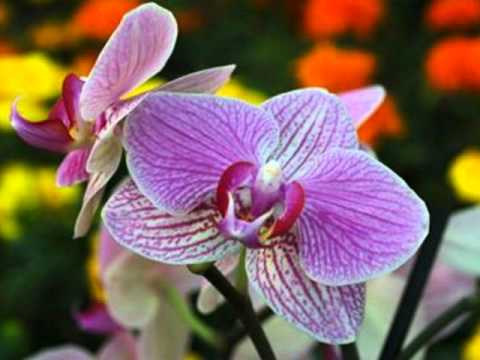 Jorge Alfano's " Golden Heart " from the cd "ASIA"