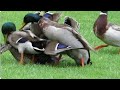 Birds Different Mating Duck Mating Hen Bronze Turkey Mating Duck