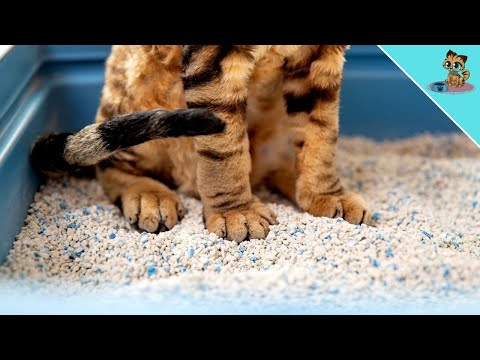 Cat Litter Box Stinks? THIS Is How You Get Rid Of Bad Smell! ✅