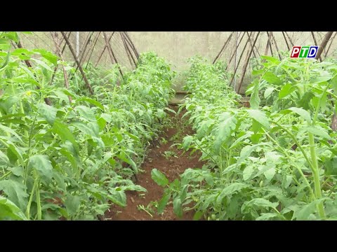 , title : 'Mô hình trồng cà chua Rita hữu cơ ở Gia Nghĩa, Đắk Nông'