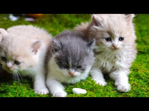 Super Cute Cat Video, little Kitten meowing for mom - Cat meowing