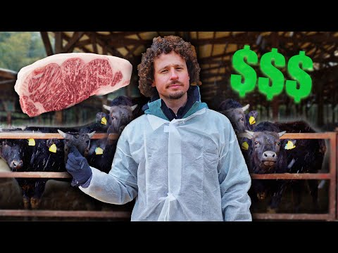 This is how the world's most expensive beef is made: KOBE $$$ | Millionaire cows! 🇯🇵🥩