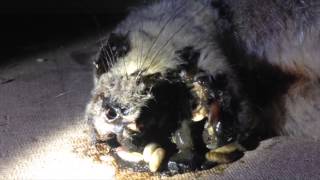 Dead possum