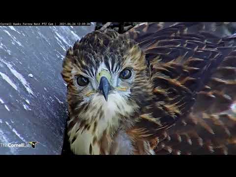 Up Close With Fledgling K1 At The Cornell Hawks Nest – June 24, 2021