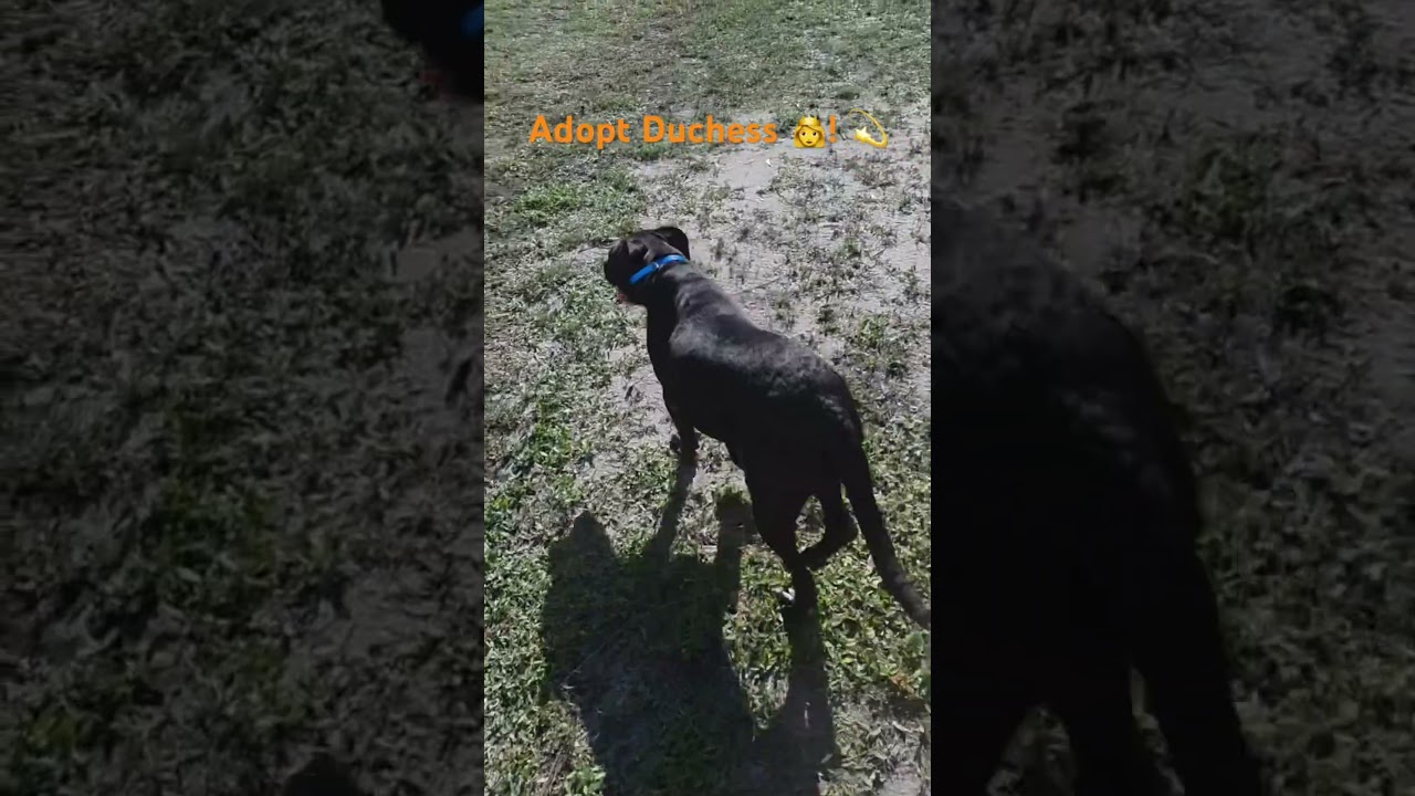 Enlarge DUCHESS, a ADOPTABLE mixed breed in Ft. Meyers, FL video 6/6