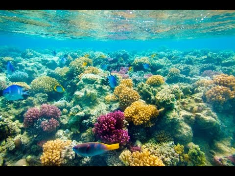Подводный мир Красного моря - Underwater world of the Red Sea Красивые рыбки Красного моря на пляже отеля Sunwing Waterworld Makadi 5* (Египет, Хургада)