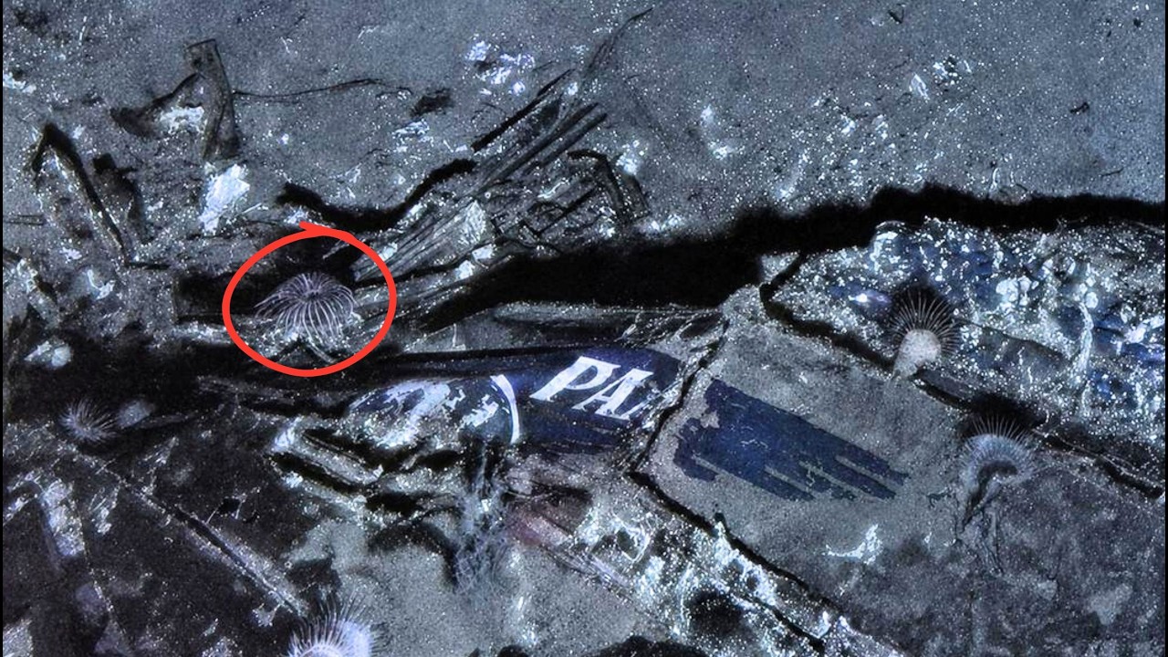 URGENTE... Noticia de ÚLTIMA HORA, Hallan LOS RETOS del AVIÓN DESAPARECIDO hace AÑOS
