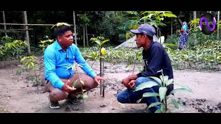 থাই কাটিমন