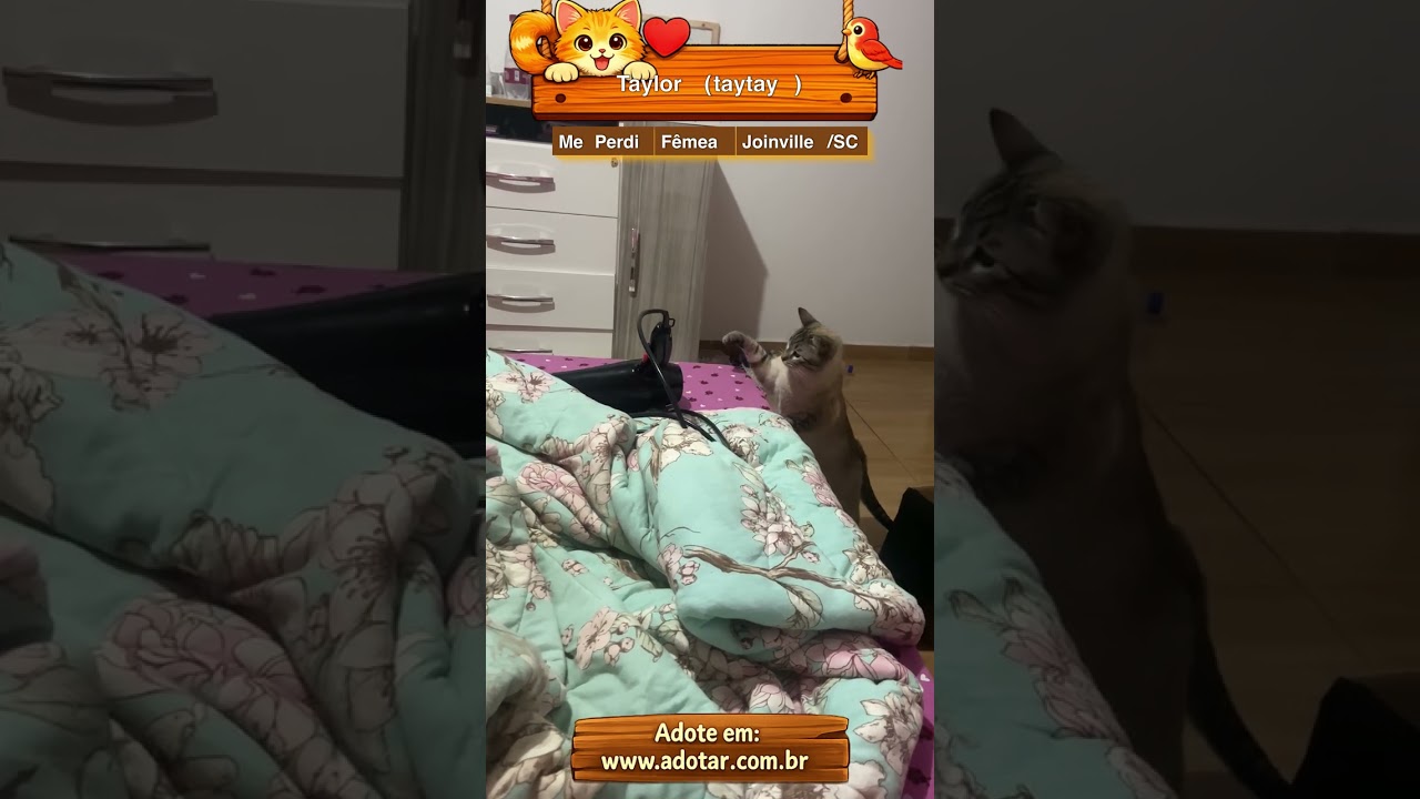 Gato raça SRD-ViraLata idade 2 anos nome Taylor (taytay)