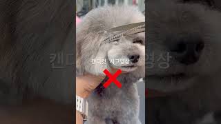 캔디컷 사고영상🚫#애견미용레슨#부산애견미용학원 #그루밍팁애견미용학원#애견미용실창업#푸들미용##poodlegrooming
