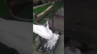 Download lagu burung kakak tua ngomong nya kasar 🙈 #shorts #kakaktua #animals #pets #burung #panjipetualang mp3