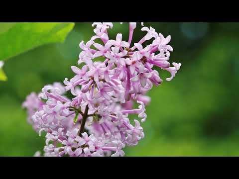 Chris Rea Looking For The Summer (Arkadi Ualkhanov)