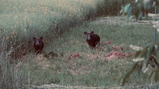 Jagd im Mai auf Rehwild und Sauen - Feld und Jagd