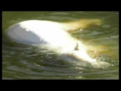 Knut_Die letzte Minute