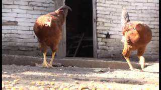  Vijesti 27 10 2016 CroInfo