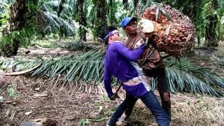 Download lagu Sasak terbaru 2017 PENGANTEN BURUNG mp3