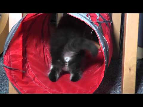 31 07 2012      die Kratztonne im Flur wird auch in Beschlag genommen