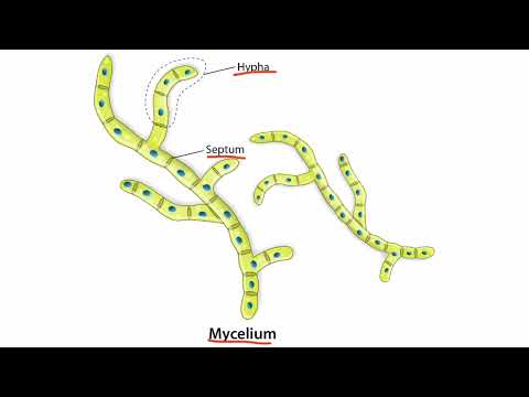 Introduction to Fungi for the USMLE Step 1