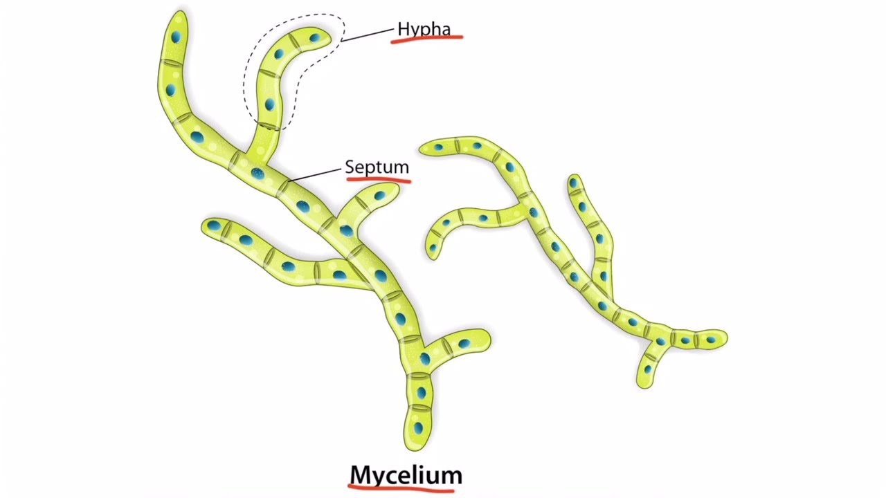 Introduction to Fungi for the USMLE Step 1
