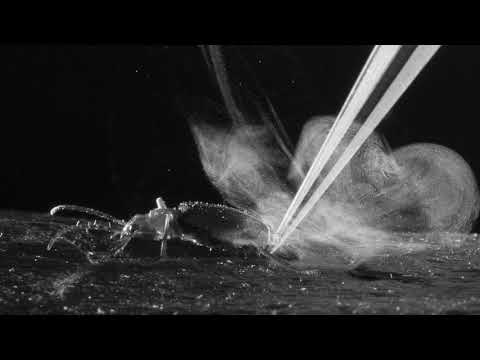 DJ Scale Ripper - Bombardier Beetle (Original Mix)