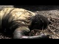 RH Showreel Mov