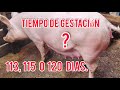 Cuanto Dura El Tiempo De Gestacion De Una Cerda