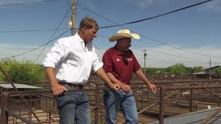 Reid Redden - Sheep & Goats - Sheep & Goats sold at the livestock market auction