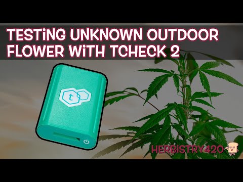 Testing Outdoor Cannabis Potency: 5-Step TCheck 2 Guide