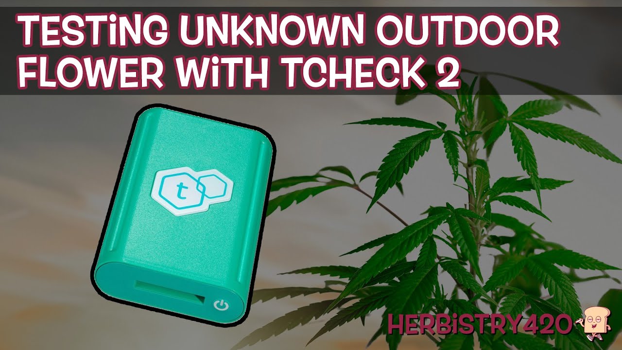 Testing Outdoor Cannabis Potency: 5-Step TCheck 2 Guide