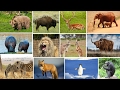 Wild Animals Name And Sound For Kids Fun Educational Learning Video With Old MacDonald Song