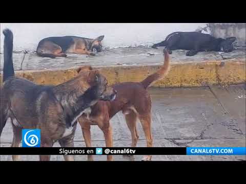 Video: Envenenamiento masivo de canes Nicolás Romero