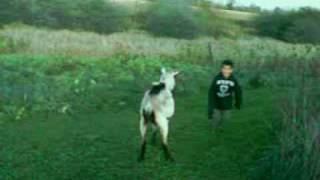 preview picture of video 'Walk and Dance with Goats'