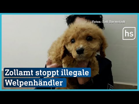 Illegale Welpen-Schmuggler aus Bulgarien | hessenschau