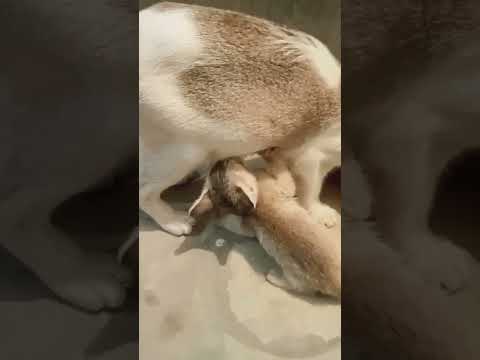 1st Video -----28-10-2023--#suraiya