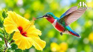 🕊️ The Day Begins with Birdsong & Piano 🎹 | A Gentle Retreat from Stress & Noise